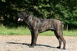 CANE CORSO 1022